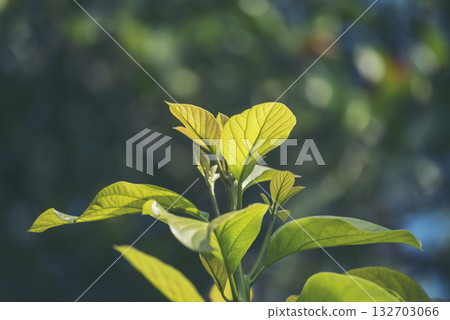 Avocado tree green plant healthy fruit farm. Smart farmer growing plant in eco green farm sustainable quality control. Avocado fruit Farm planting in eco Farmland biotechnology. Fruit organic farm 132703066