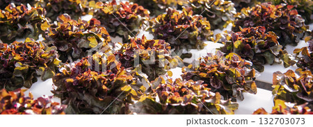 Banner fresh Red Oak Leaf Lettuce organic hydroponic vegetable plantation produce red salad hydroponic farm. Panorama red oak lettuce salad in Organic Farm. Salad farm vegetable with copy space Banner fresh Red Oak Leaf Lettuce organic hydroponic vegetable plantation produce red salad hydroponic farm. Panorama red oak lettuce salad in Organic Farm. Salad farm vegetable with copy space 132703073