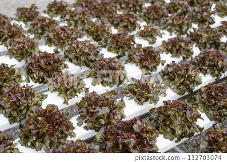 Salad farm vegetable red oak lettuce. Close up fresh organic hydroponic vegetable plantation produce red green salad hydroponic cultivate farm. Red oak lettuce salad in green Organic plantation Farm. Salad farm vegetable red oak lettuce. Close up fresh organic hydroponic vegetable plantation produce red green salad hydroponic cultivate farm. Red oak lettuce salad in green Organic plantation Farm. 132703074