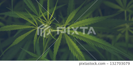 Banner Green weed Marijuana tree cannabis plant narcotic herbal in CBC greenhouse. Panorama Hemp leaf made cannabis crude oil medicine farm. CBC, THC herb agriculture Weed leaf Drug with copy space 132703079