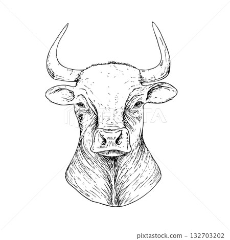 Vector cow head with horns. Graphic ink animal illustration, isolated on background. Hand drawn line sketch. For designers, prints, logo, icon, menu, postcards, holiday, covers Vector cow head with horns. Graphic ink animal illustration, isolated on background. Hand drawn line sketch. For designers, prints, logo, icon, menu, postcards, holiday, covers 132703202