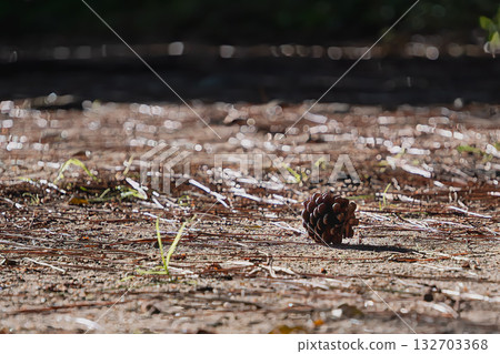 Pine cones and earthy ground shining in the sunlight filtering through the trees Pine cones and earthy ground shining in the sunlight filtering through the trees 132703368