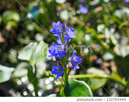 Landscape with Monochoria korsakowii 132703449