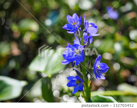 Landscape with Monochoria korsakowii 132703452