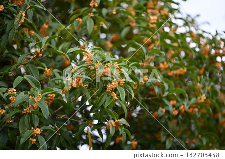 Kinmokusei Kinmokusei 132703458