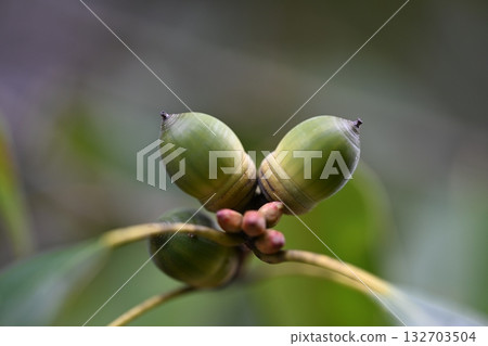 Acorn Acorn 132703504
