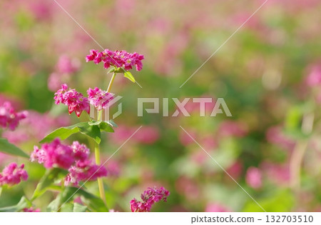 吉野堀遺址的蕎麥花 吉野堀遺址的蕎麥花 132703510