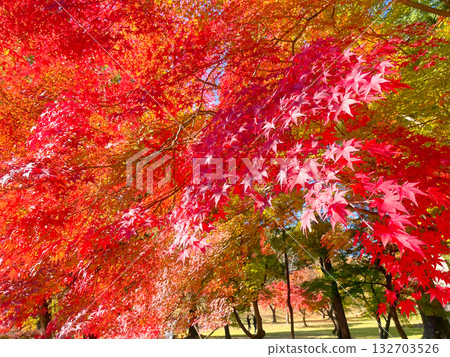 A lot of autumn leaves 132703526
