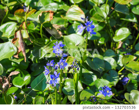 Landscape with Monochoria korsakowii 132703536