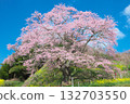 A single cherry tree - Jizo cherry tree at Koreyaji Temple, shining against the blue sky (2010) A single cherry tree - Jizo cherry tree at Koreyaji Temple, shining against the blue sky (2010) 132703550