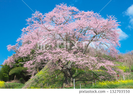 A single cherry tree - Jizo cherry tree at Koreyaji Temple, shining against the blue sky (2010) 132703550