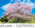 A single cherry tree - Jizo cherry tree at Koreyaji Temple, shining against the blue sky (2010) A single cherry tree - Jizo cherry tree at Koreyaji Temple, shining against the blue sky (2010) 132703551