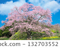 A single cherry tree - Jizo cherry tree at Koreyaji Temple, shining against the blue sky (2010) A single cherry tree - Jizo cherry tree at Koreyaji Temple, shining against the blue sky (2010) 132703552