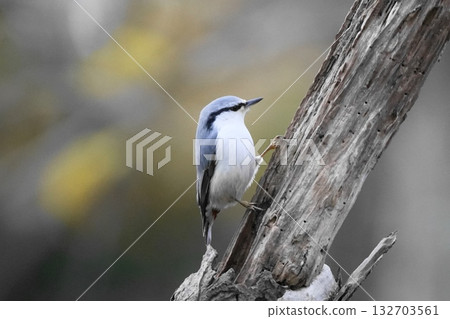 Nuthatch perching on a tree branch Nuthatch perching on a tree branch 132703561