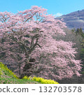 A single cherry tree - Jizo cherry tree at Koreyaji Temple, shining against the blue sky (2010) A single cherry tree - Jizo cherry tree at Koreyaji Temple, shining against the blue sky (2010) 132703578