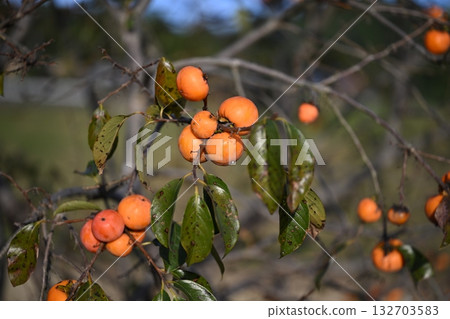 柿子堅果 132703583