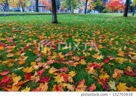 Fallen leaves (at Yamahana Sun Park)_2675 132703638