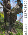 A single cherry tree - The stately Jizo cherry tree at Koreyaji Temple (2010) A single cherry tree - The stately Jizo cherry tree at Koreyaji Temple (2010) 132703690