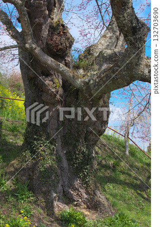 一棵孤零零的櫻花樹－高良寺莊嚴的地藏櫻花樹（2010年） 132703690