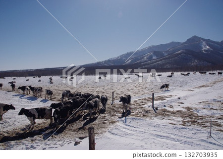 Free-range dairy cow grazing farm in a cool, cold climate 2 Free-range dairy cow grazing farm in a cool, cold climate 2 132703935