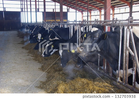 Natural grazing ranch, free-stall rearing style Natural grazing ranch, free-stall rearing style 132703938