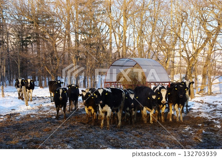 Dairy cows are raised free-range in a cool, cold climate Dairy cows are raised free-range in a cool, cold climate 132703939