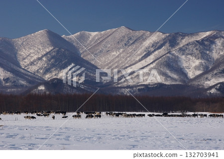 Free-range dairy cow grazing farm in a cool, cold climate 6 Free-range dairy cow grazing farm in a cool, cold climate 6 132703941