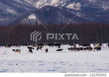 Free-range dairy cow grazing farm in a cool, cold climate 7 Free-range dairy cow grazing farm in a cool, cold climate 7 132703942
