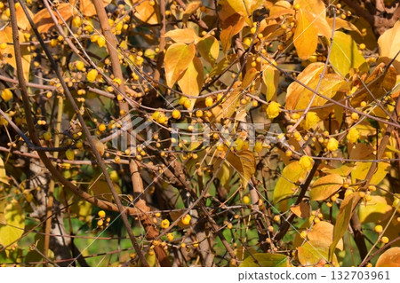 Yellow Royby Flower 132703961