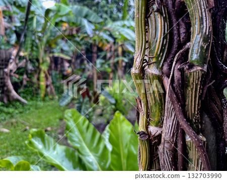 tropical vines and green leaves growing on tree trunk after rain in lush jungle 132703990