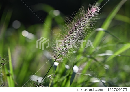 狼尾草 狼尾草 132704075