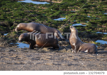 Sea Lions on beach, Peninsula Valdes, World Heritage Site, Patagonia, Argentina Sea Lions on beach, Peninsula Valdes, World Heritage Site, Patagonia, Argentina 132704079