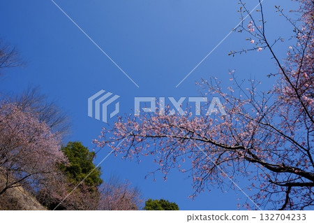 Kawazu cherry blossoms in full bloom against the blue sky [Tsukui, Sagamihara City, March] 132704233