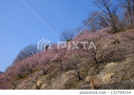 河津櫻花在藍天映襯下的山坡上盛開 [築井，相模原市，3月] 132704234