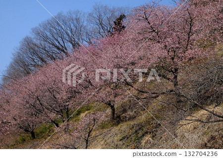 山坡上的河津櫻花 [相模原市築井，3月] 132704236