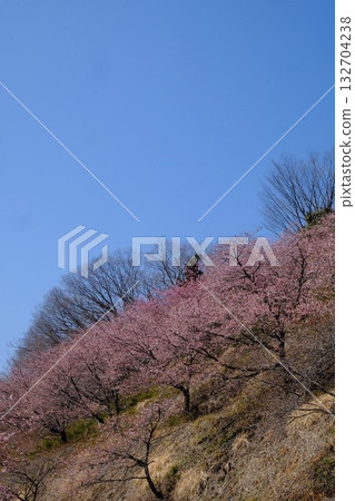 Kawazu cherry blossoms in full bloom against a blue sky [Tsukui, Sagamihara City, March] 132704238