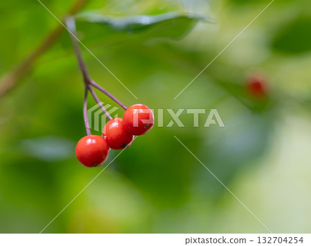可愛的紅色日本冬青果實 132704254