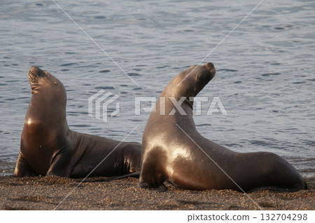 Sea Lions on beach, Peninsula Valdes, World Heritage Site, Patagonia, Argentina Sea Lions on beach, Peninsula Valdes, World Heritage Site, Patagonia, Argentina 132704298