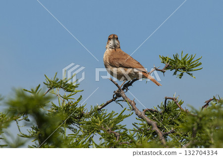 Rufous collared Sparrow, Zonotrichia capensis, 132704334
