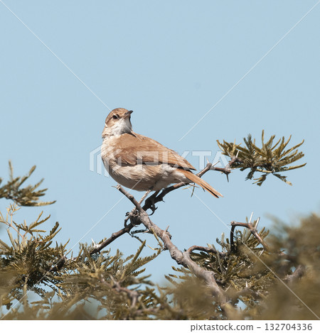 Rufous collared Sparrow, Zonotrichia capensis, 132704336