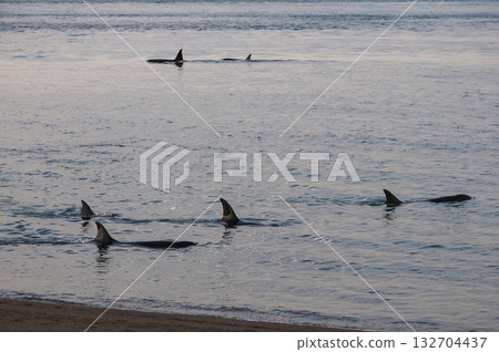 Killer whale family, hunting sea lions on the paragonian coast, Patagonia, Argentina 132704437