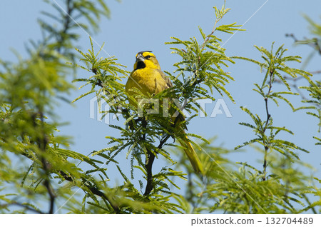 Yellow Cardinal, Gubernatrix cristata, 132704489