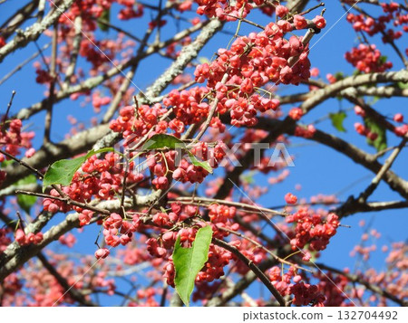 Mayumi's fruit 132704492