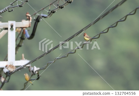 一隻雄性日本鍬甲蟲棲息在電線上。 一隻雄性日本鍬甲蟲棲息在電線上。 132704556