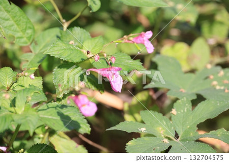 瀕危植物鳳仙花 瀕危植物鳳仙花 132704575