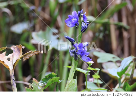 Close-up of a Mizuaoi flower 132704582