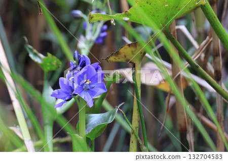 Close-up of a Mizuaoi flower 132704583