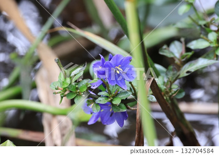 Close-up of a Mizuaoi flower 132704584