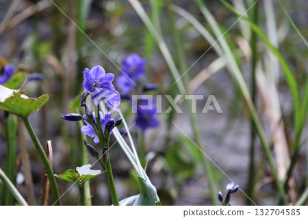 Close-up of a Mizuaoi flower 132704585