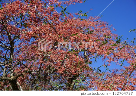 Mayumi的果實 Mayumi的果實 132704757